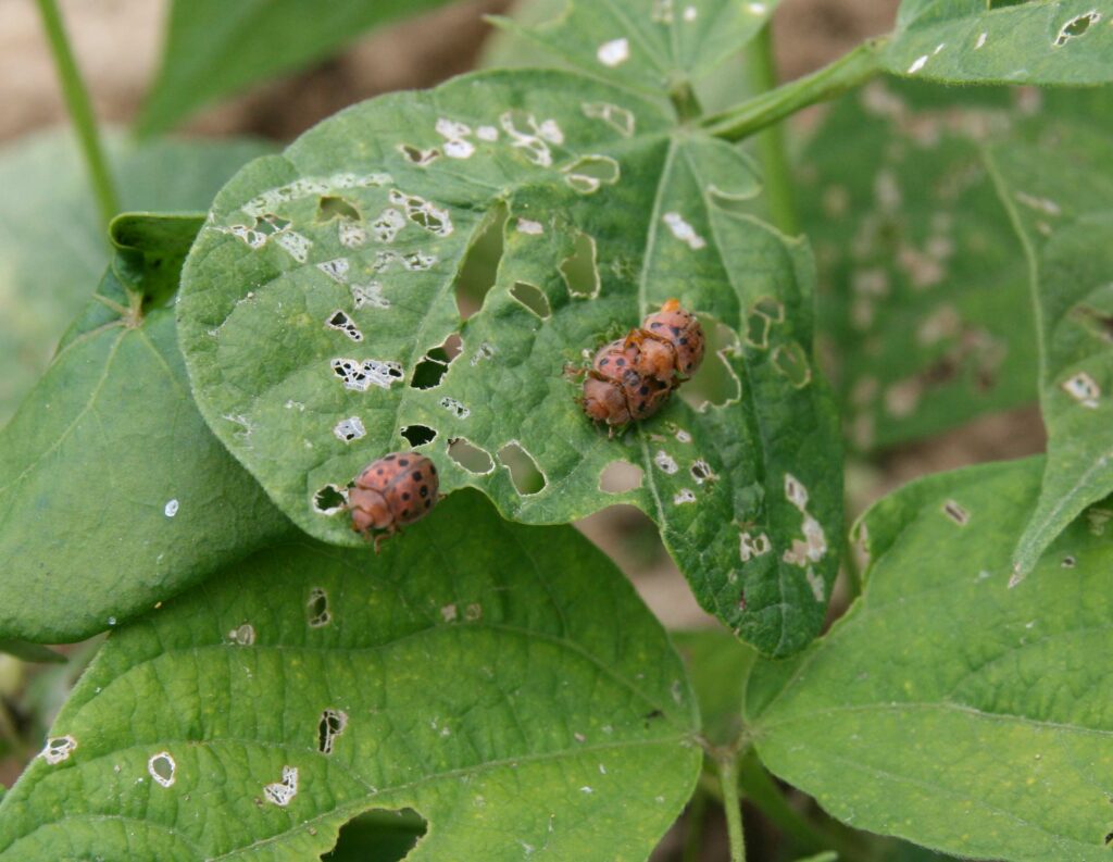 Mexican bean beetle