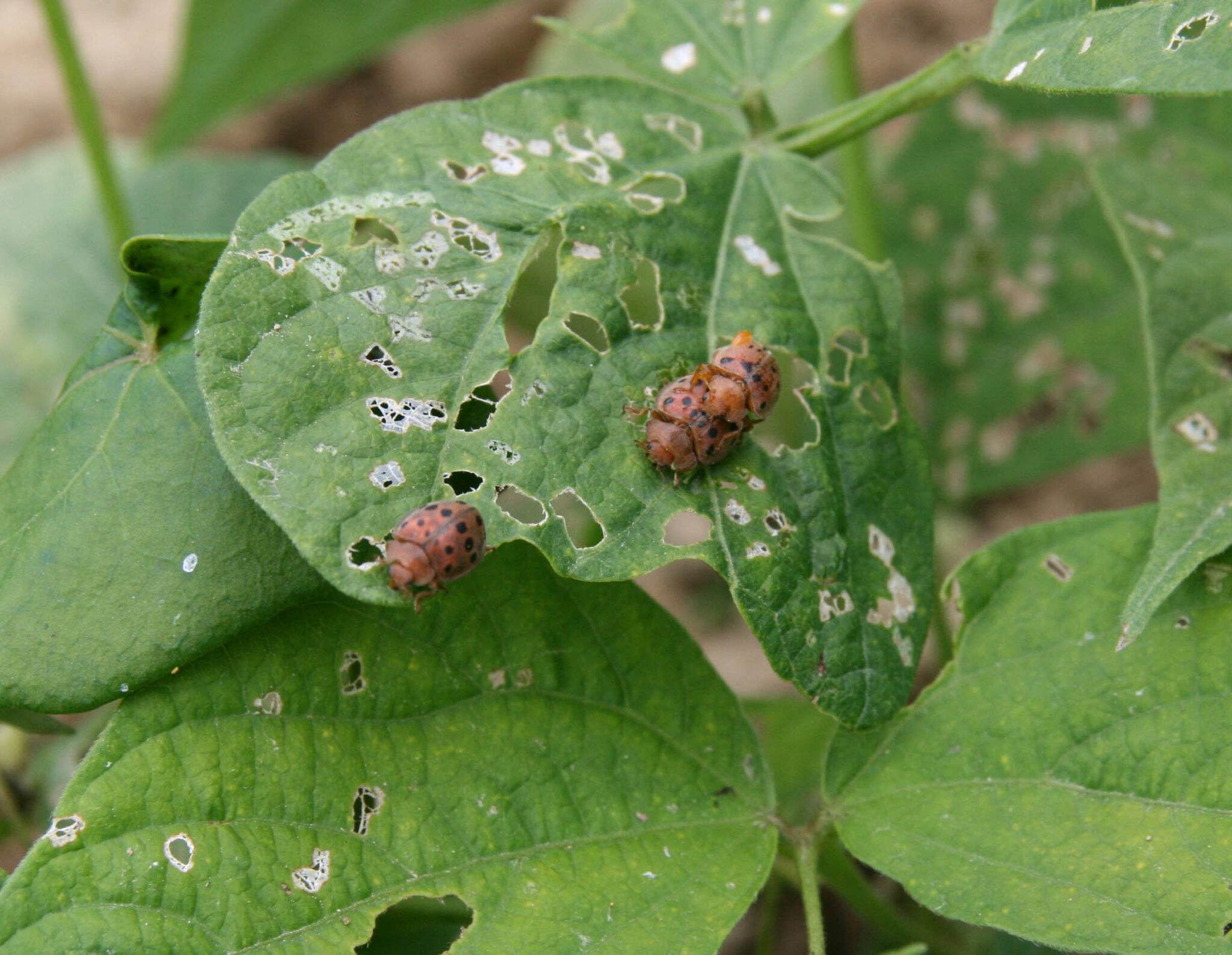 Mexican Bean Beetle Maine Organic Farmers and Gardeners