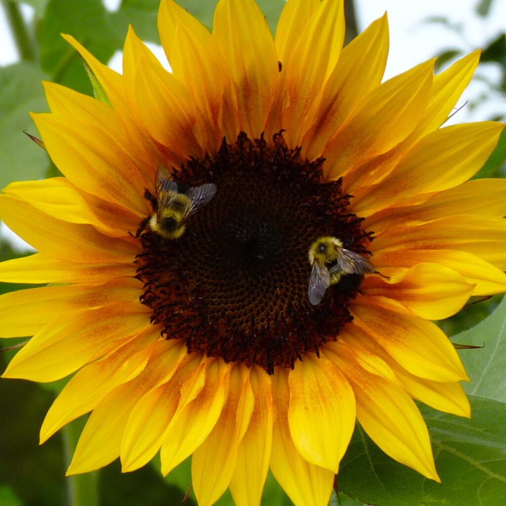 Two bumblebees pollinate a big yellow sunflower