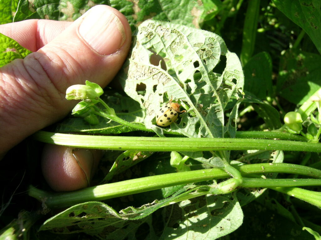 mexican bean beetle and feeding damage