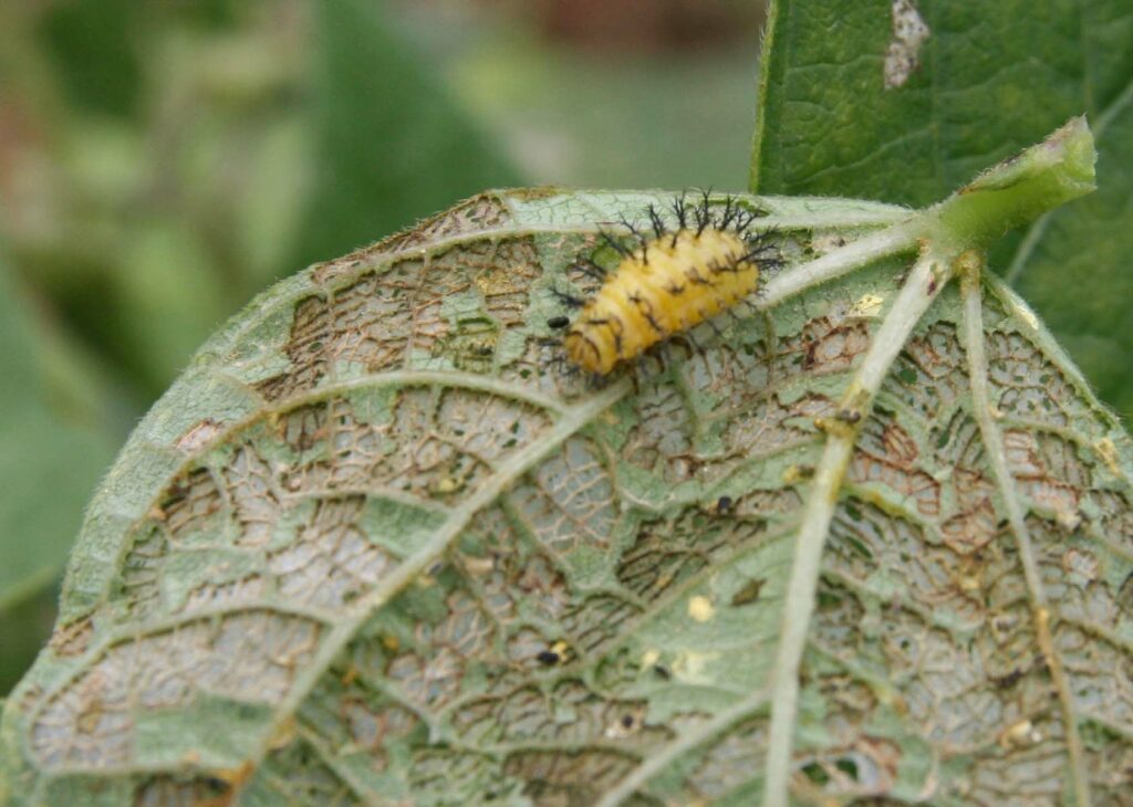 mexican bean beetle larvae