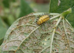 Mexican bean beetle larvae on bean leaf.