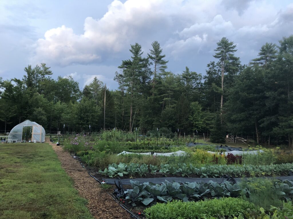 A field with crop rows and a greenhouse in the background.