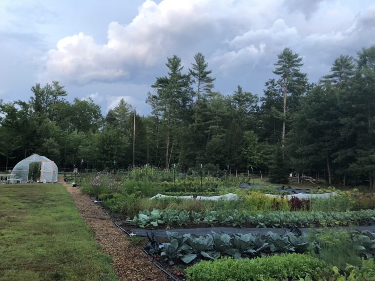 A field with crop rows and a greenhouse in the background.