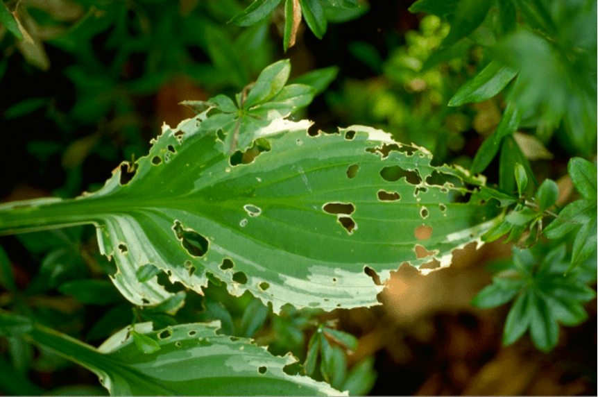slug damage on hosta leaf