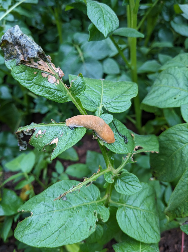 tawny garden slug on potato leaf