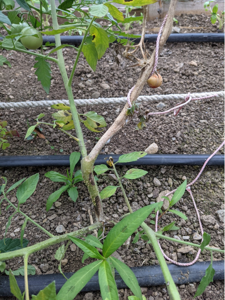 timber rot symptoms of white mold infecting tomato