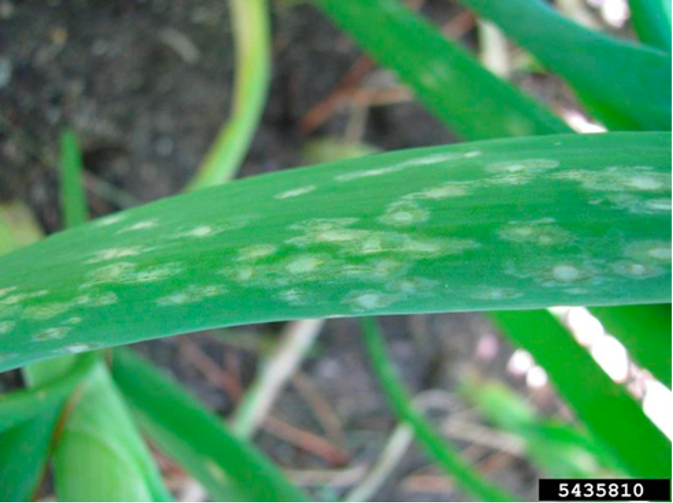 Botrytis leaf spot lesions Photo by Lindey du Toit