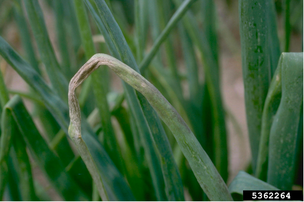 Early leaf symptoms of downy mildew Photo by Howard F. Schultz