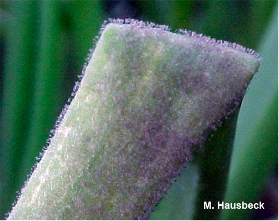 Fuzzy sporulation from downy mildew Photo by M Hausbeck