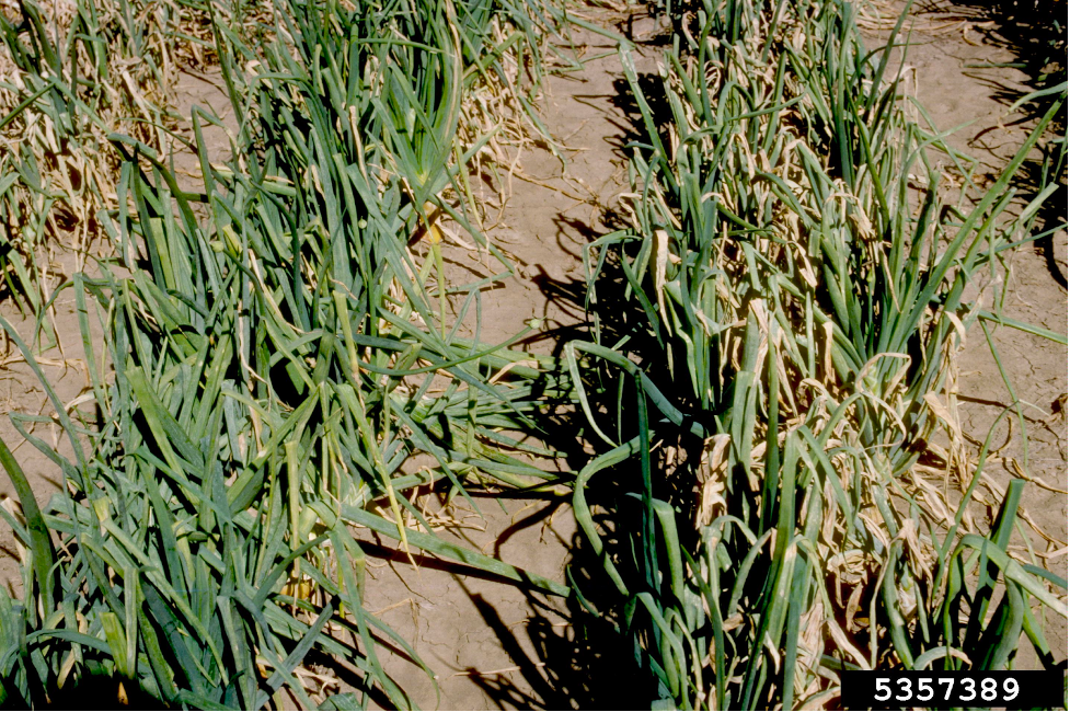 Onions downy mildew Photo by Howard F. Schultz