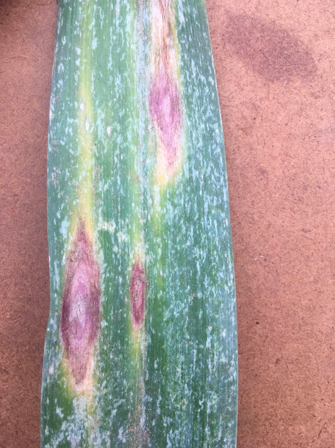 Purple blotch lesions on leek foliage Photo by Genevieve Higgins