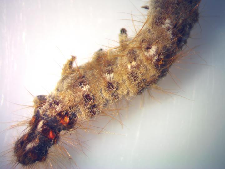 Browntail moth caterpillar infected