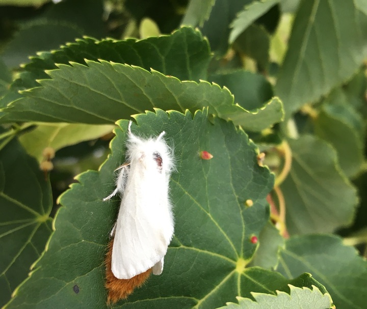 Female browntail moth