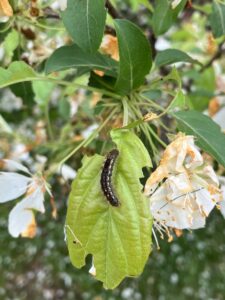 Spring browntail moth caterpillar with two distinct red dots