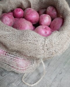 A burlap sack full of Dark Red Norland potatoes.