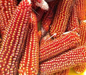 Bright red ears of Floriani Red Flint Corn, free of their husks.