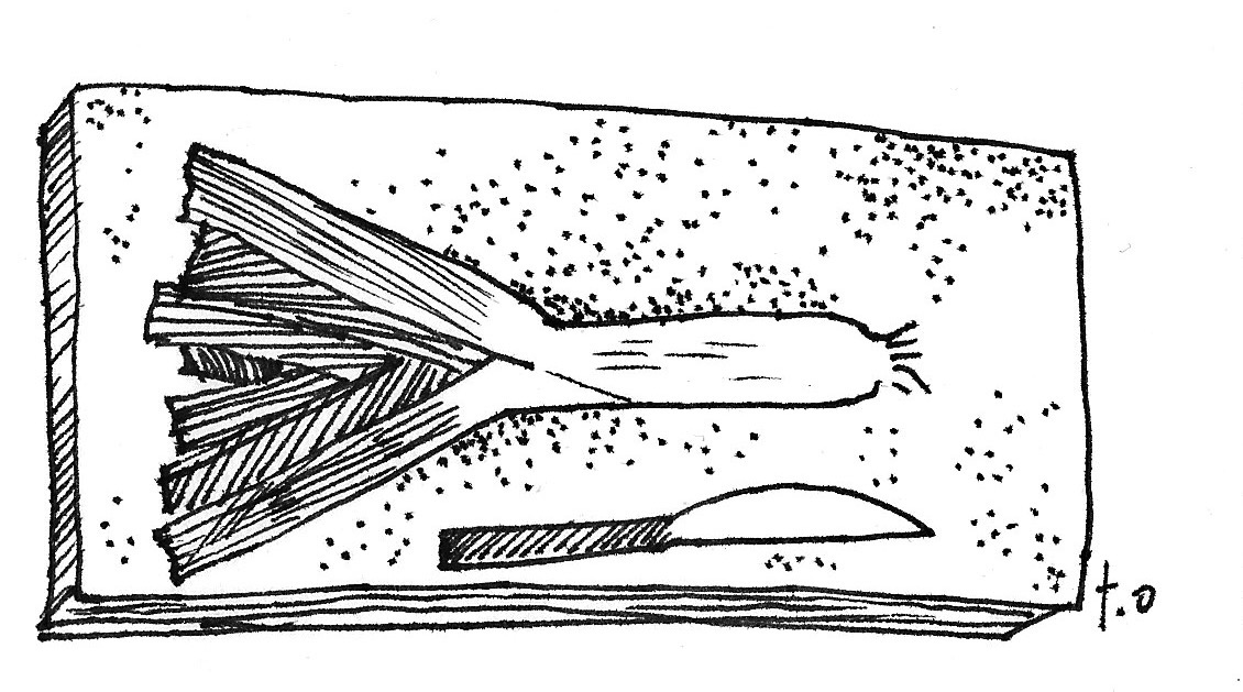 Harvest Kitchen Leeks and Shallots Maine Organic Farmers and Gardeners