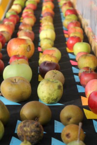 A beautiful apple display, in which dozens of varieties are named and identified by type.