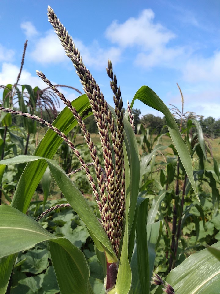 flint corn