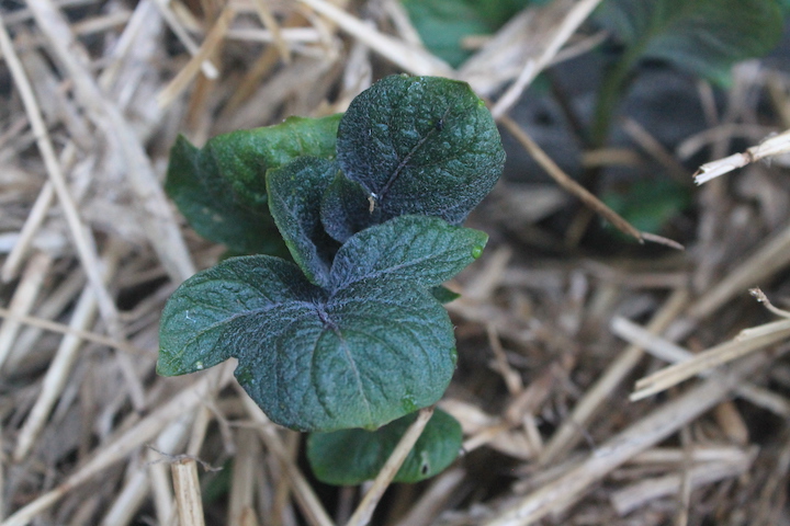 potatoes mulched