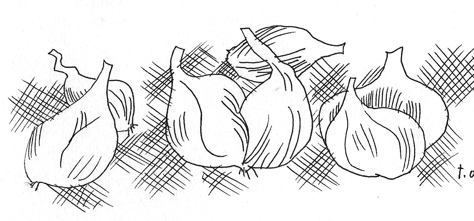 Harvest Kitchen Leeks and Shallots Maine Organic Farmers and Gardeners