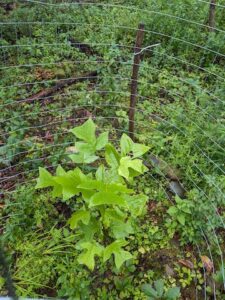 A young tulip poplar tree encased in wire mesh to protect it from deer.