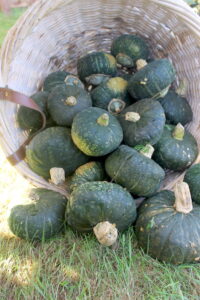 Buttercup squash flow from a basket at a farmers' market.