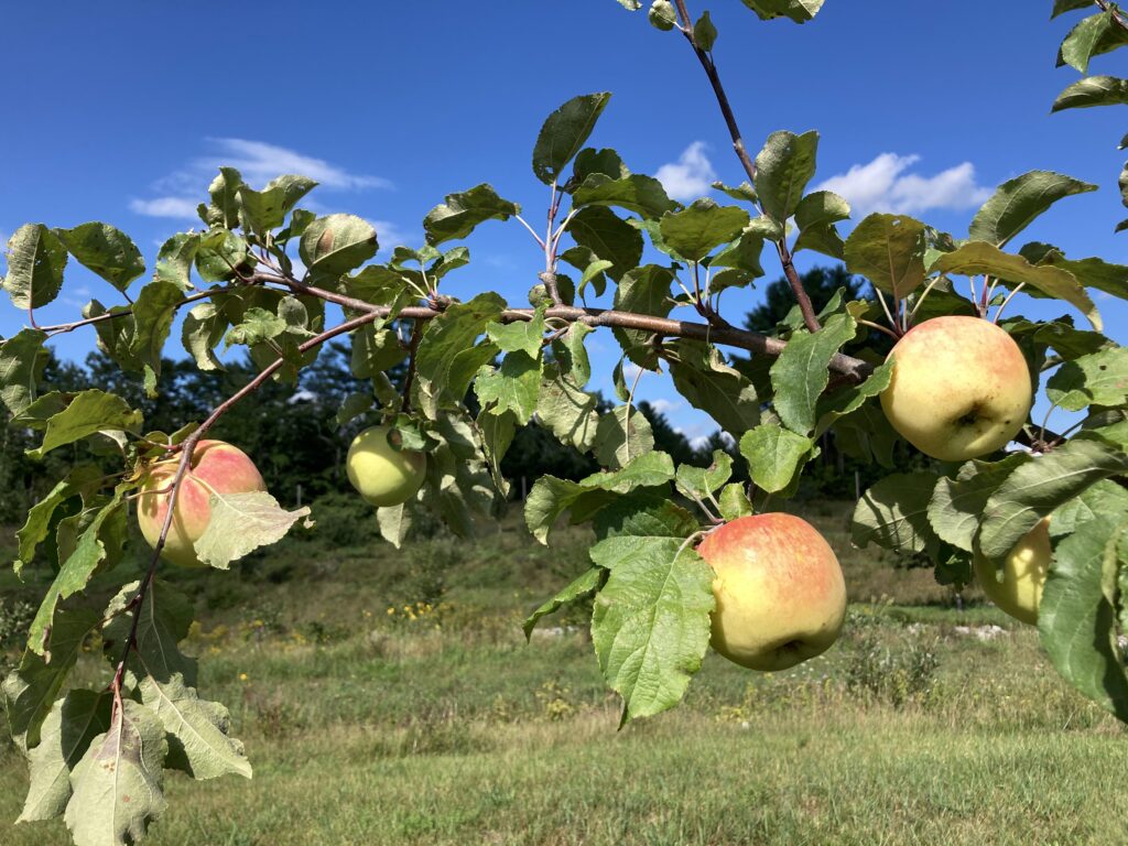 Ripe apples hang from a tree branch