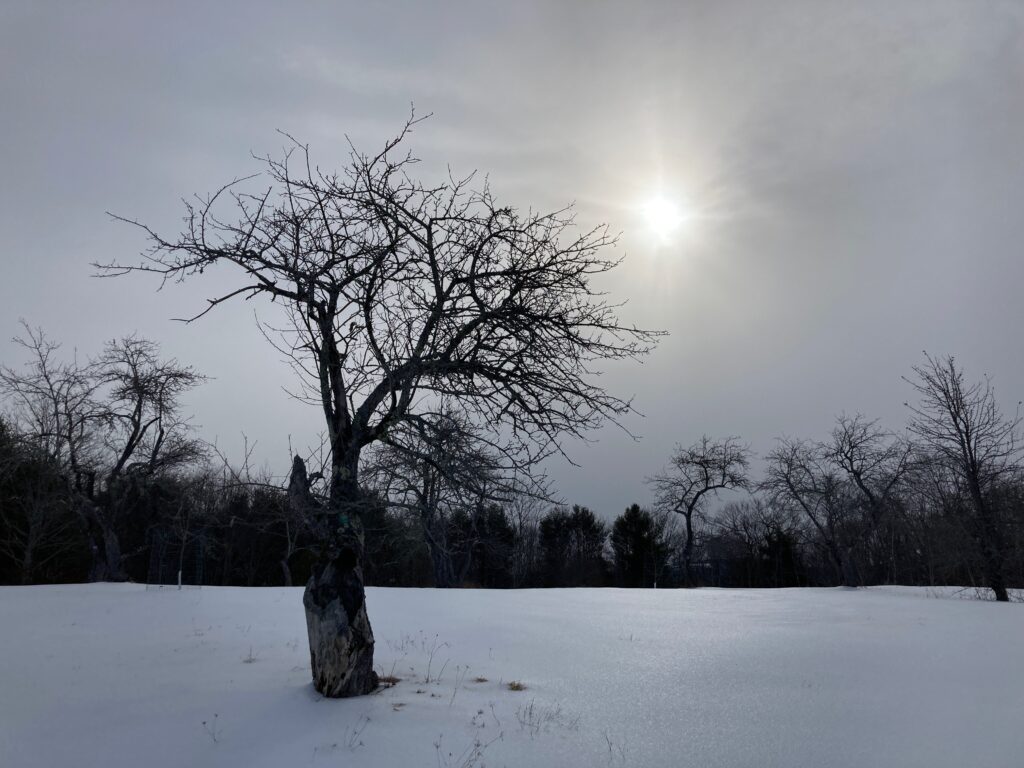An old apple tree stands in a snowy orchard