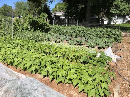 Karen Marysdaughter and Larry Dansinger garden