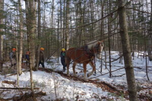 Loggers in hard hats follow a draft horse through a snowy woodlot.