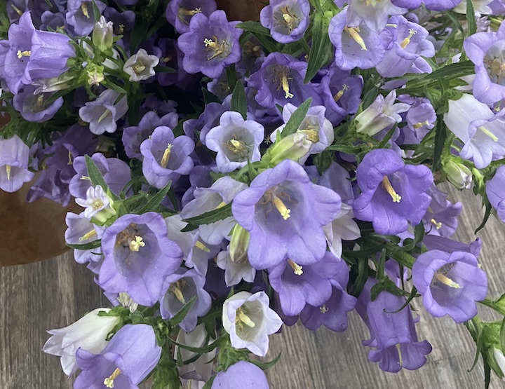 Maine Flower Collective campanula