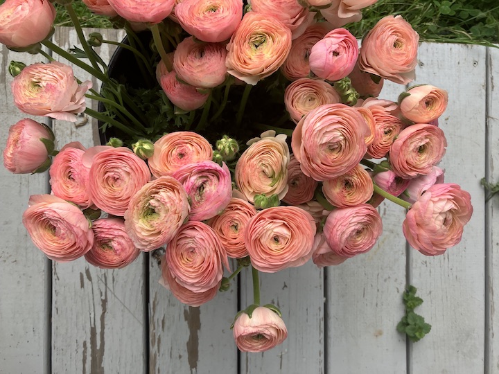 Maine Flower Collective ranunculus