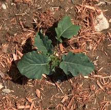 Murphy Family Farm brassica trial