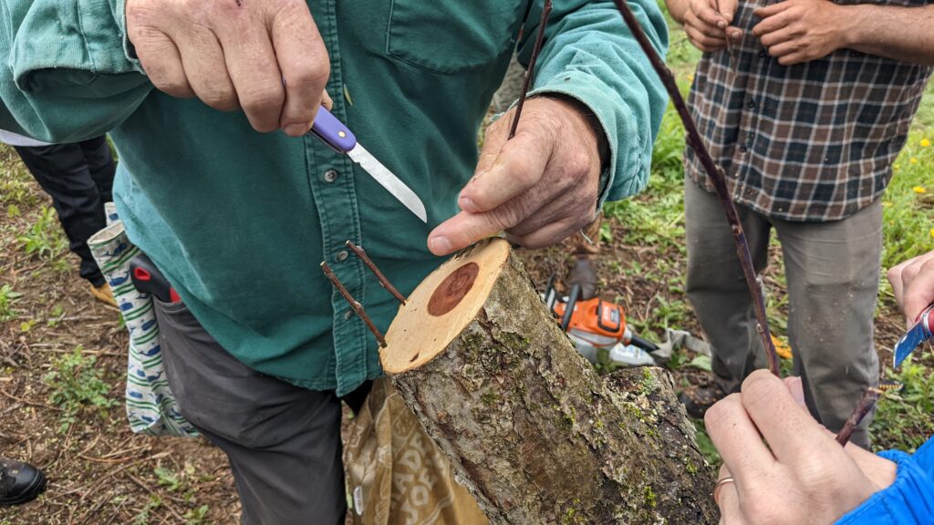 A few people surround a cut tree, as one person grafts scion into it