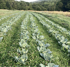 Sawyer Farm clover mulch cabbages