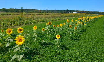 Sawyer Farm clover mulch sunflowers