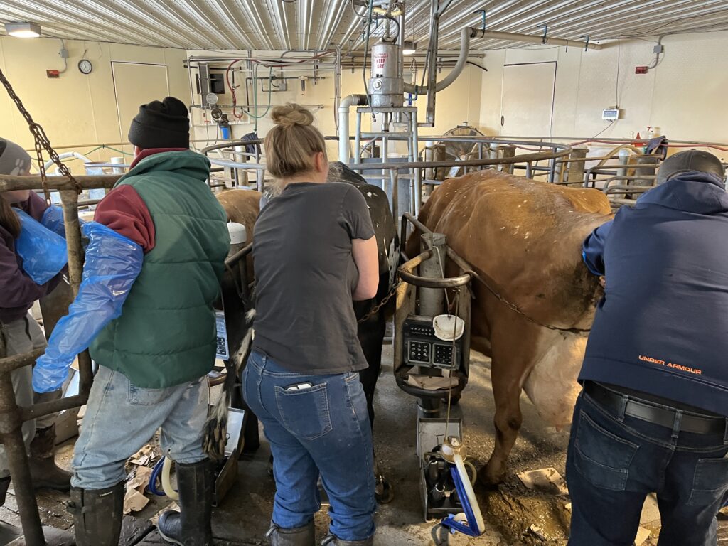 Workshop participants learn how to artificially inseminate cows.