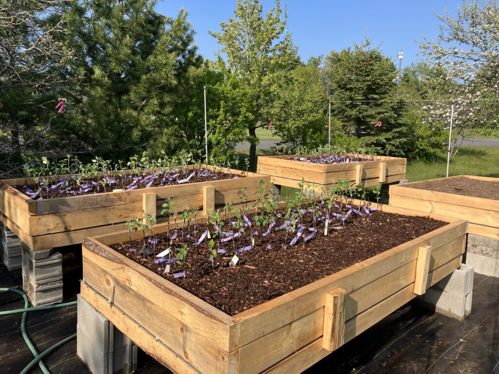 air prune nursery bed