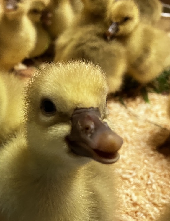 ducklings Sherri Talbot photo