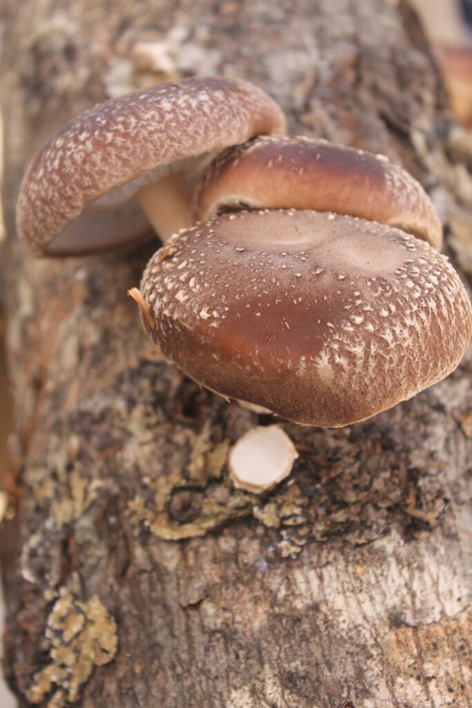 A cluster of three shiitake mushrooms are featured growing from an inoculated log.