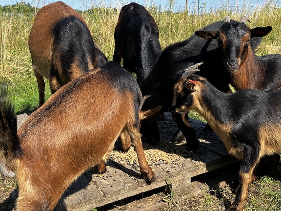 feeding goats Sherri Talbot photo