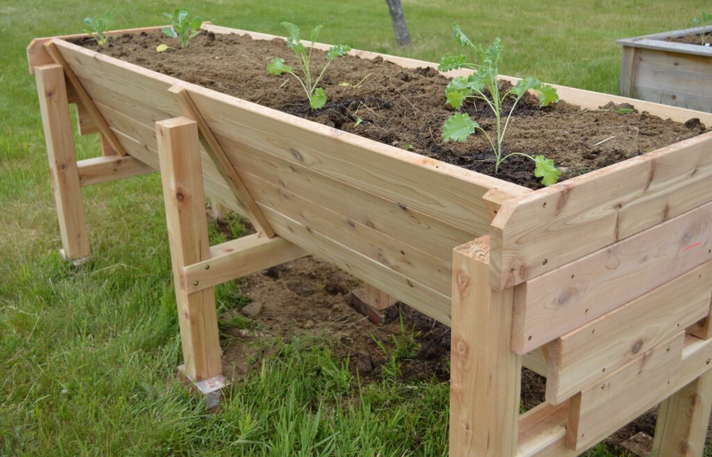 Four young kale plants are growing inside of a wooden raised garden bed