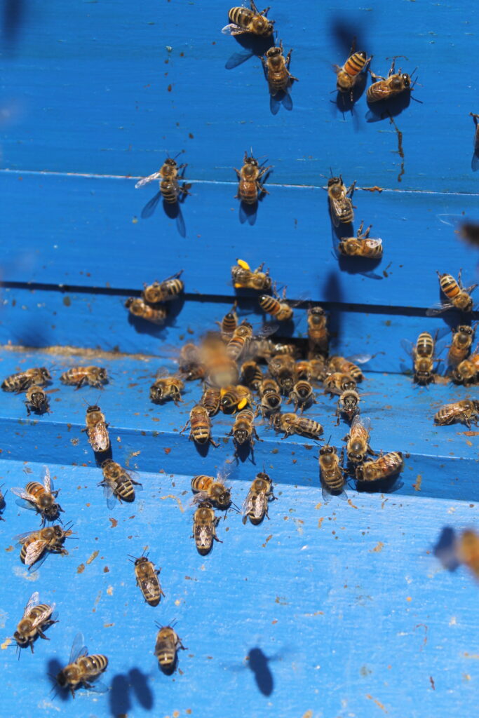 Honeybees gather on a blue bee box