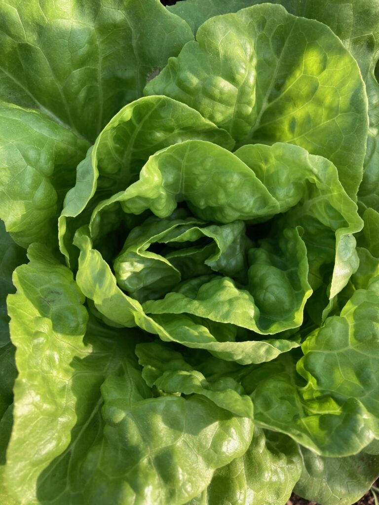 Close-up on a green lettuce head