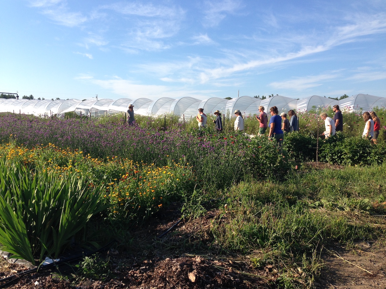 people walking through flower crop rows