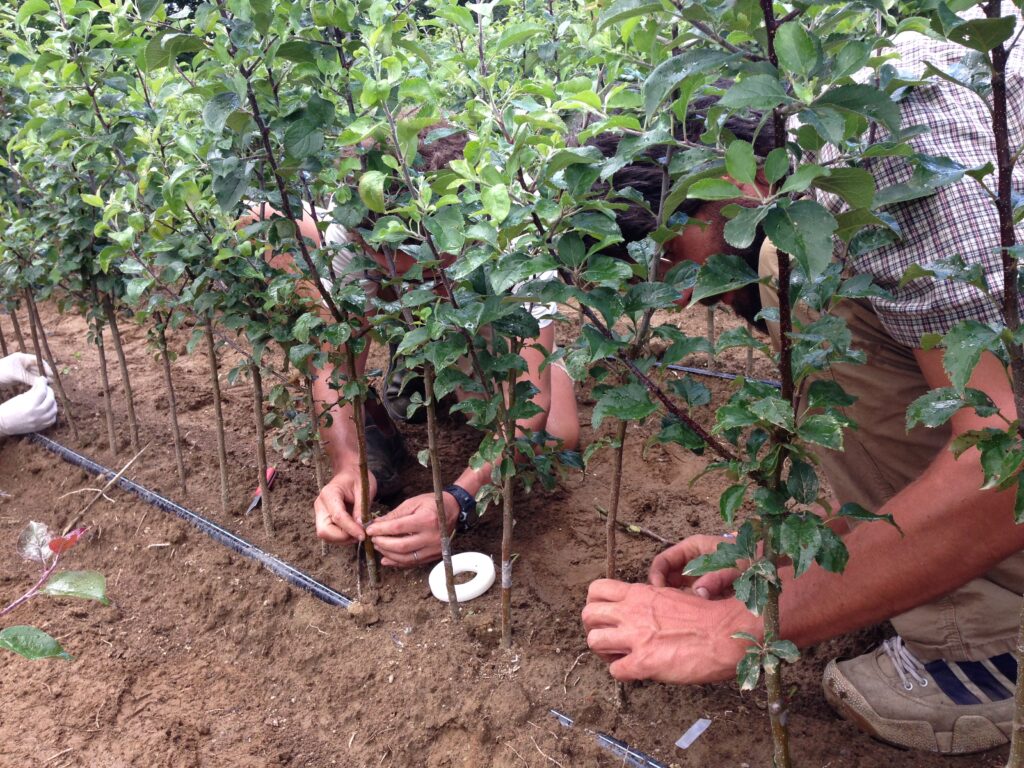 Two individuals are working with young fruit trees