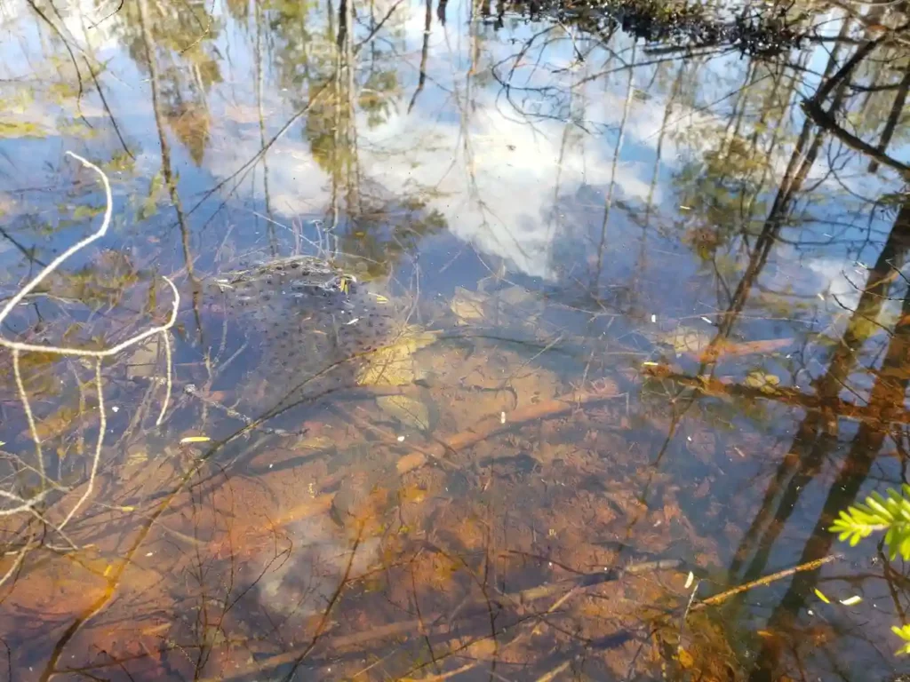 Image features a vernal pool with frog eggs