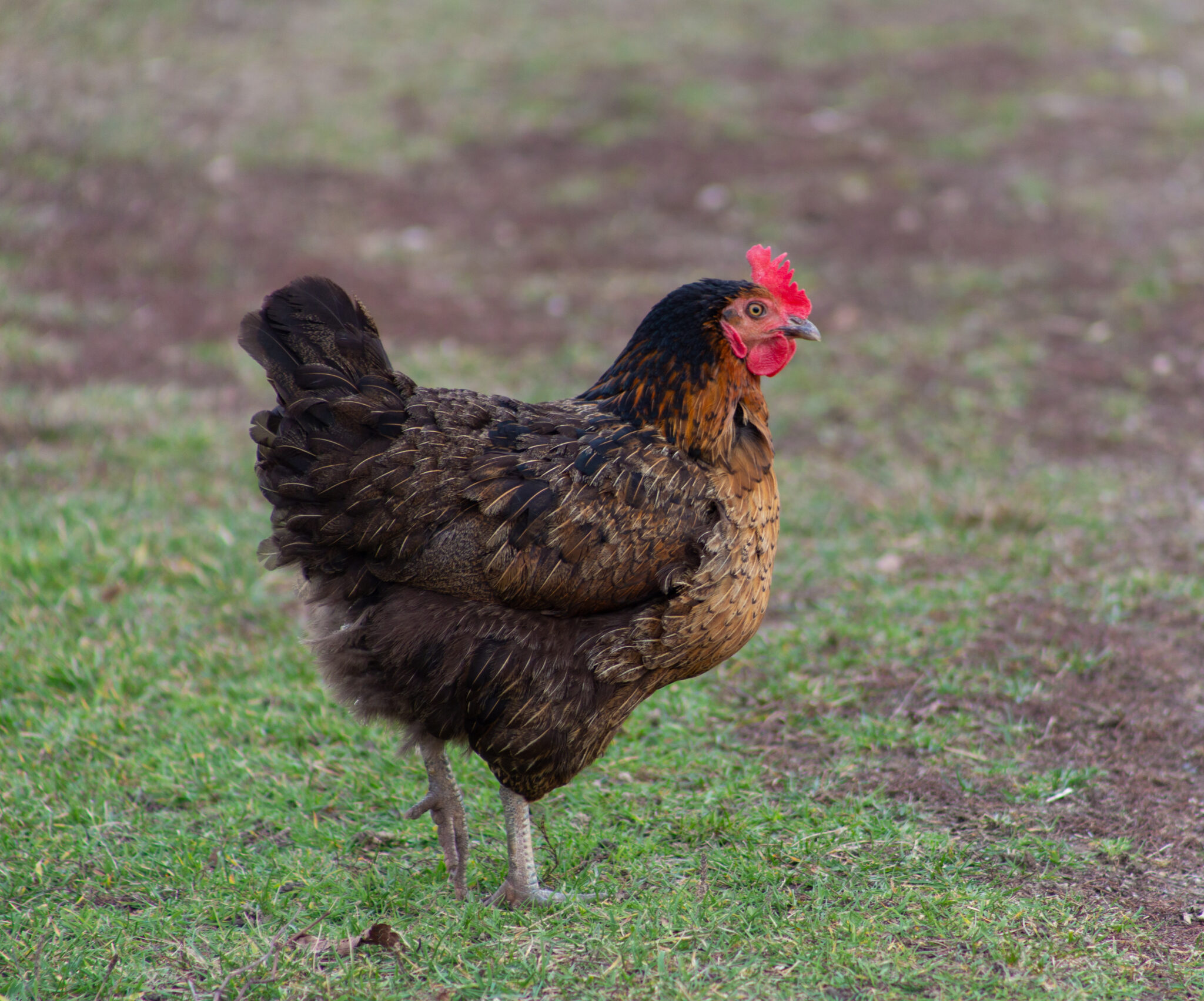 Backyard Chickens Maine Organic Farmers and Gardeners